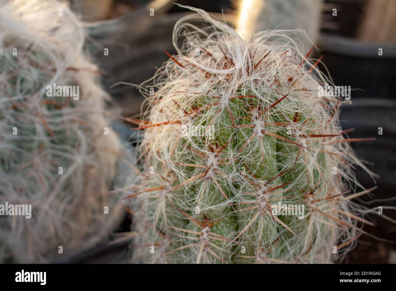 Alter Kaktus (Cephalocereus senilis) wächst haarig in einem Kaktusgewächshaus in Arizona, USA Stockfoto
