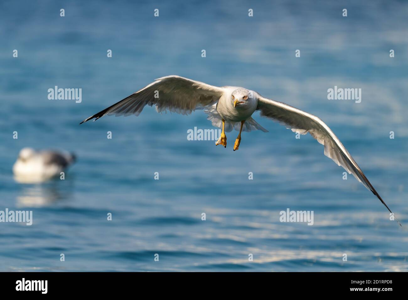 Gelbbeinige Möwe - Larus michahellis, große Möwe aus europäischen Küsten und Meerestiefen, Insel Pag, Kroatien. Stockfoto