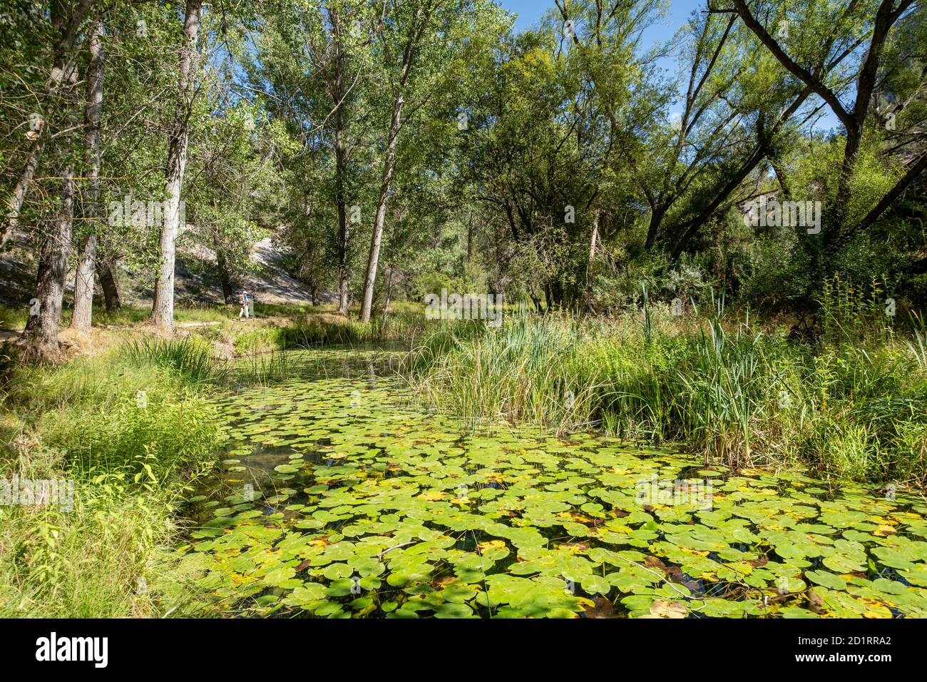 Parque Natural del Cañón del Río Lobos, Soria, Comunidad Autónoma de Castilla, Spanien, Europa Stockfoto