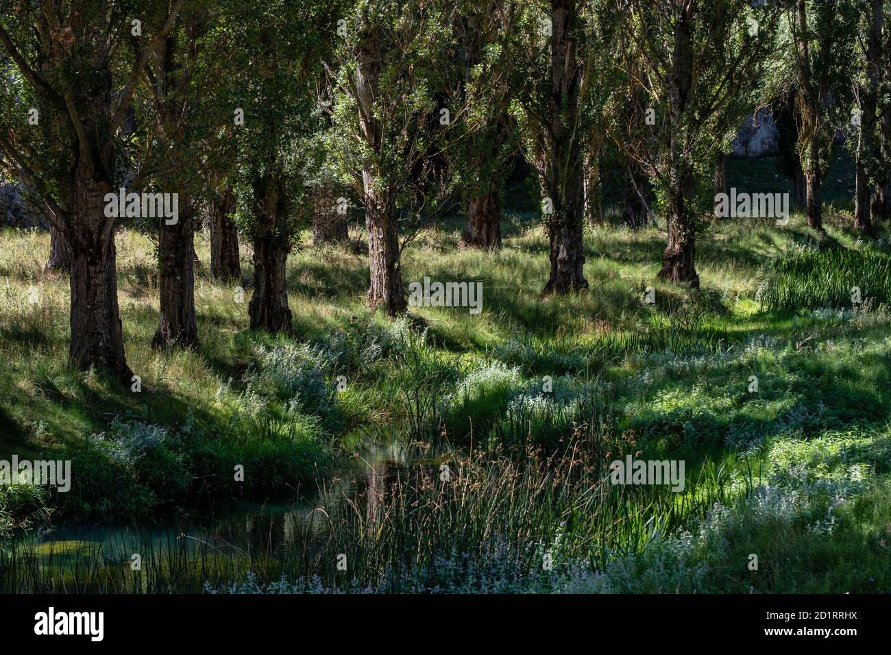 zona de reserva Castillo Billido, Parque Natural del Cañón del Río Lobos, Soria, Comunidad Autónoma de Castilla, Spanien, Europa Stockfoto