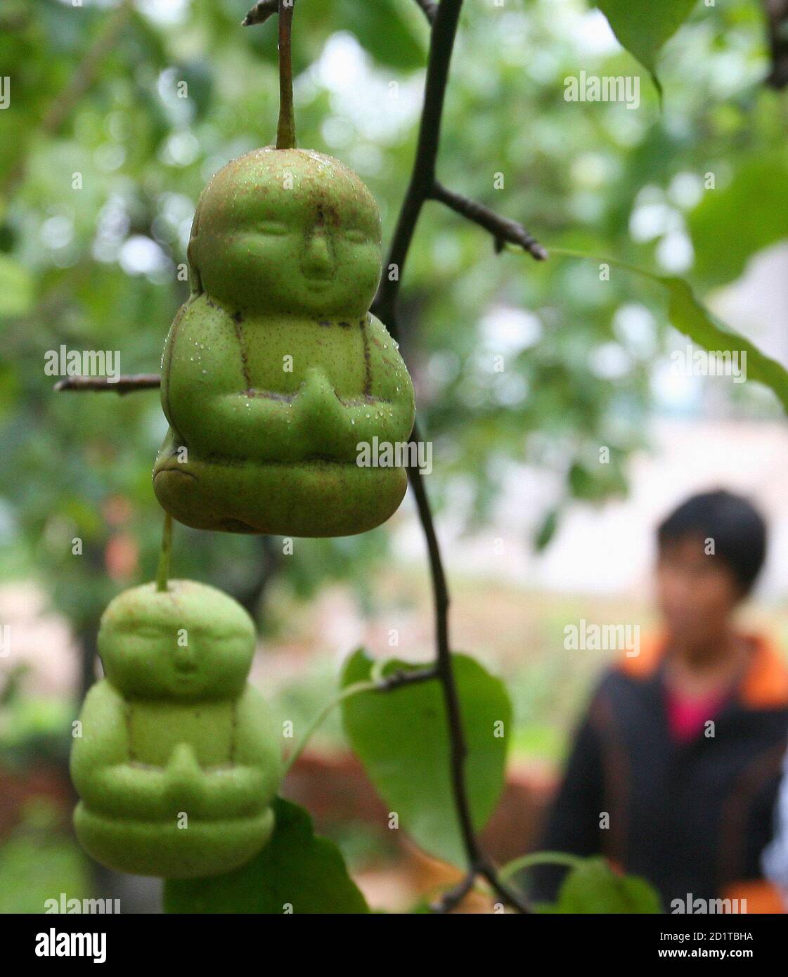 Sechs Birnen Stockfotos Und Bilder Kaufen Alamy