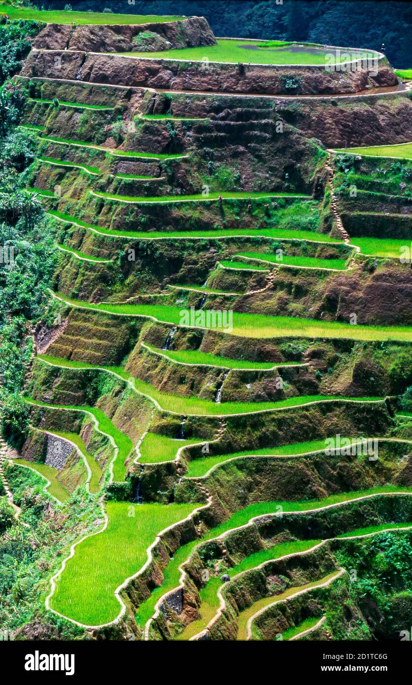 Landschaft an den Reisterrassen in Banaue, Ifugao, Philippinen Stockfoto