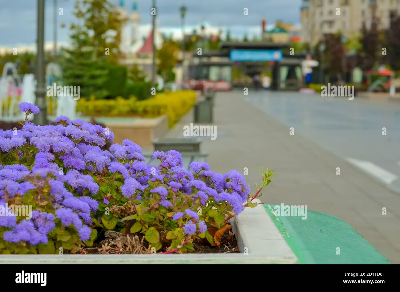 Kleine Flieder Blumen in einem großen Topf als Dekoration für einen öffentlichen Park. Stockfoto