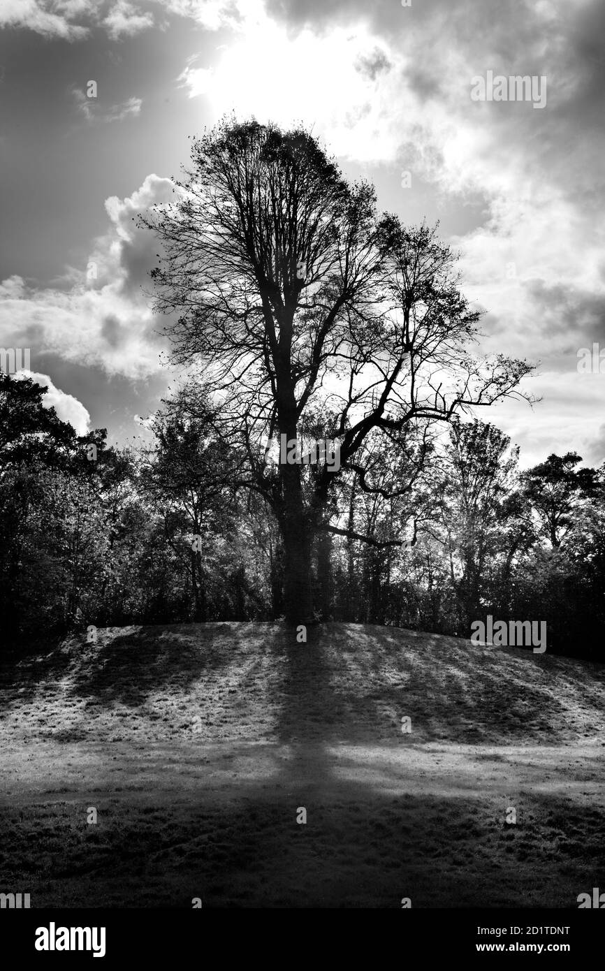 ST. AUGUSTINE'S ABBEY, Canterbury, Kent. Baum auf Hügel südöstlich der Ruinen. Sonne bricht hinter den Wolken - monochrom. Stockfoto