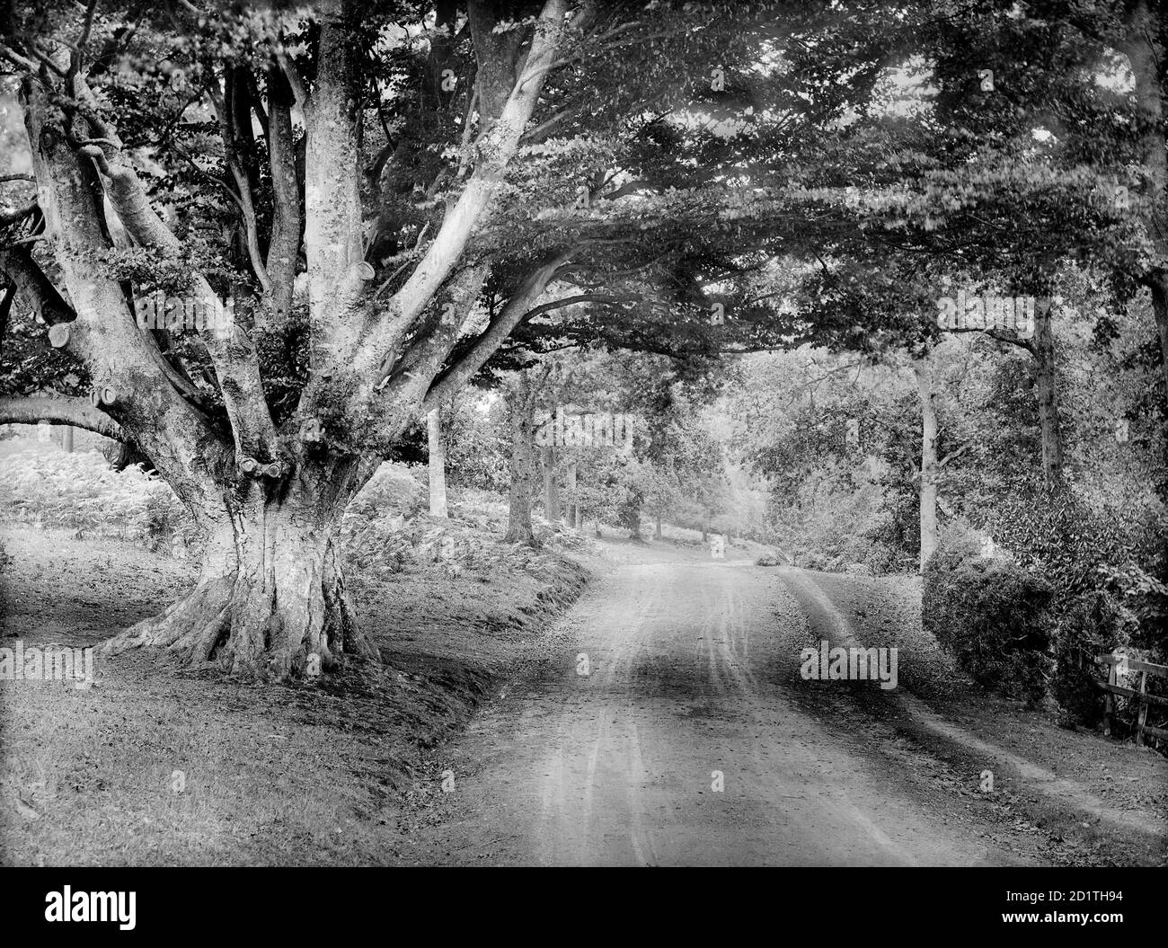 HIGHCLERE CASTLE, Hampshire. Blick auf eine Straße, die durch den Park führt, mit einer großen Eiche im Vordergrund. Fotografiert von Henry Taunt (aktiv 1860 - 1922). Stockfoto