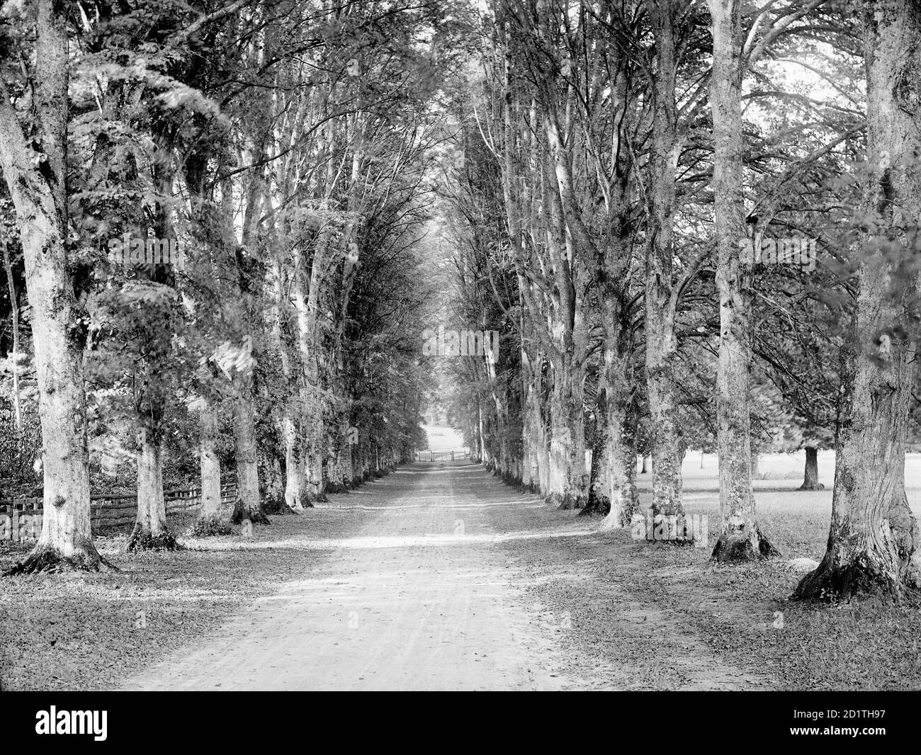 HIGHCLERE CASTLE, Hampshire. Blick auf die Dames Avenue in Richtung eines Tores im Park. Fotografiert von Henry Taunt (aktiv 1860 - 1922). Stockfoto