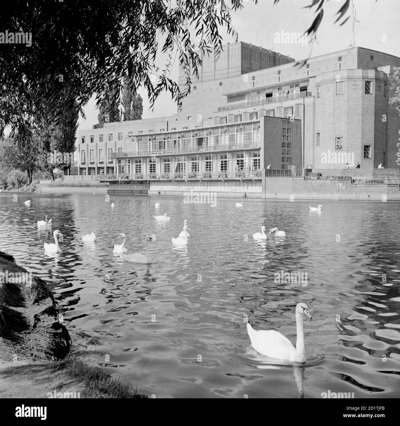 SHAKESPEARE ROYAL THEATRE, Stratford-upon-Avon, Warwickshire. Ein Blick auf das Shakespeare Royal Theatre in Stratford-upon-Avon mit Blick über den Fluss, mit Schwanen im Vordergrund. Es wurde von Elizabeth Scott entworfen und 1932 fertiggestellt. Fotografiert von Eric de Mare zwischen 1945 und 1980. Stockfoto