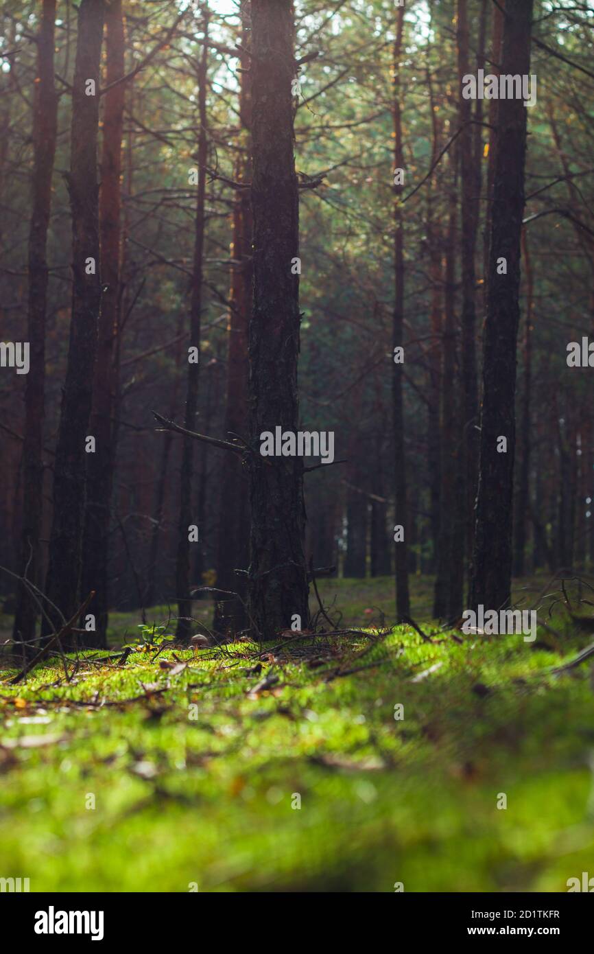 Herbst Kiefernwald und verschwommenes Moos. Schöne Jahreszeit Holzbaum und Pflanzen  wachsen in der Natur Stockfotografie - Alamy