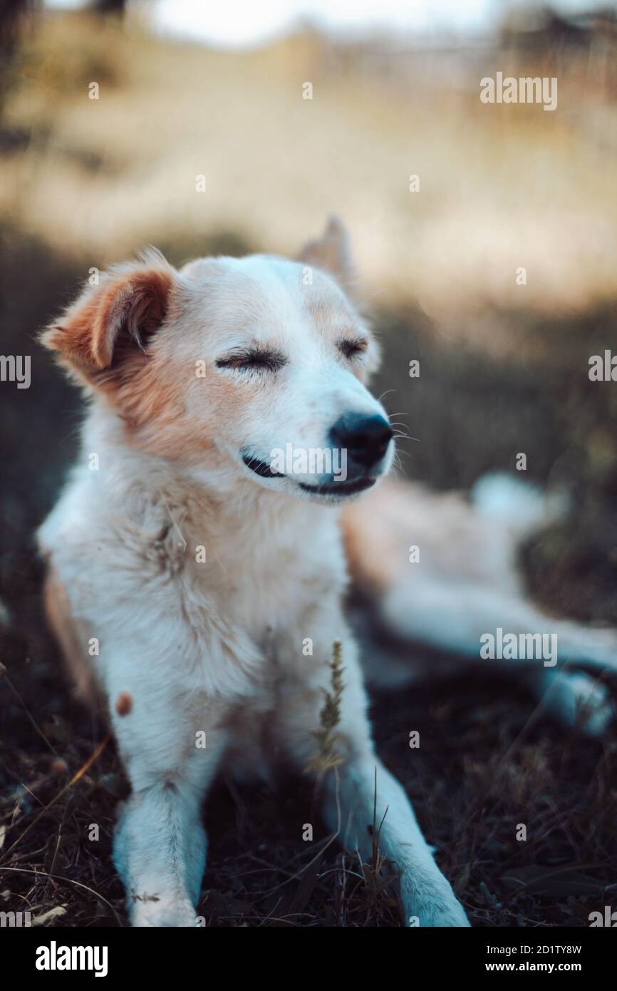 Niedlichen rot weißen Hund liegt und ruht auf dem Gras im Park, vertikale Ausrichtung. Schöne horizontale Landschaftsansicht von goldenem Grasfeld Stockfoto