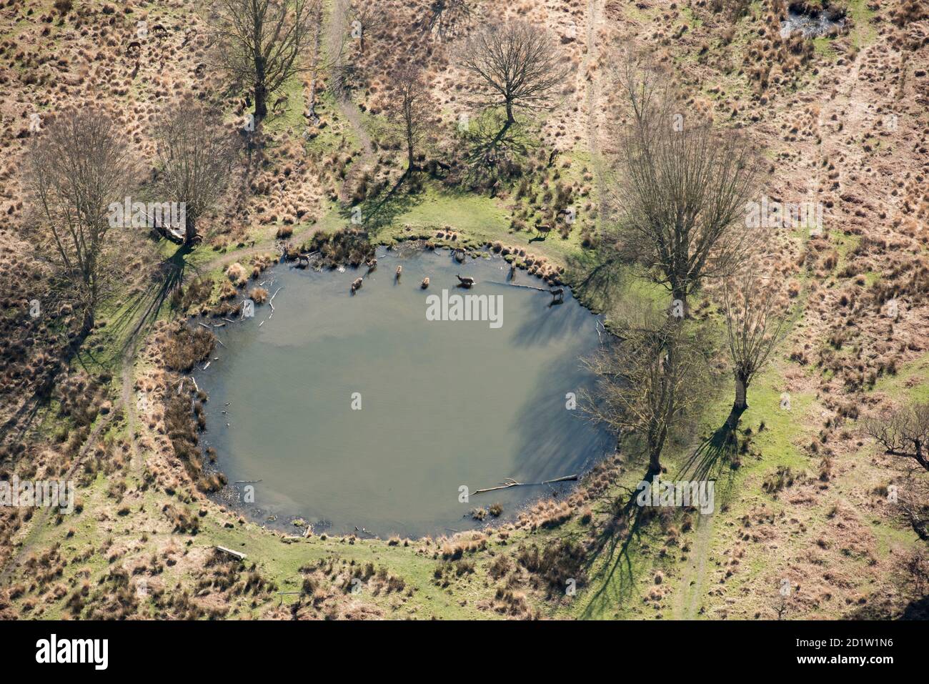 Hirsche im Teich in der Nähe der White Ash Lodge, Richmond Park, London, Großbritannien. Luftaufnahme. Stockfoto
