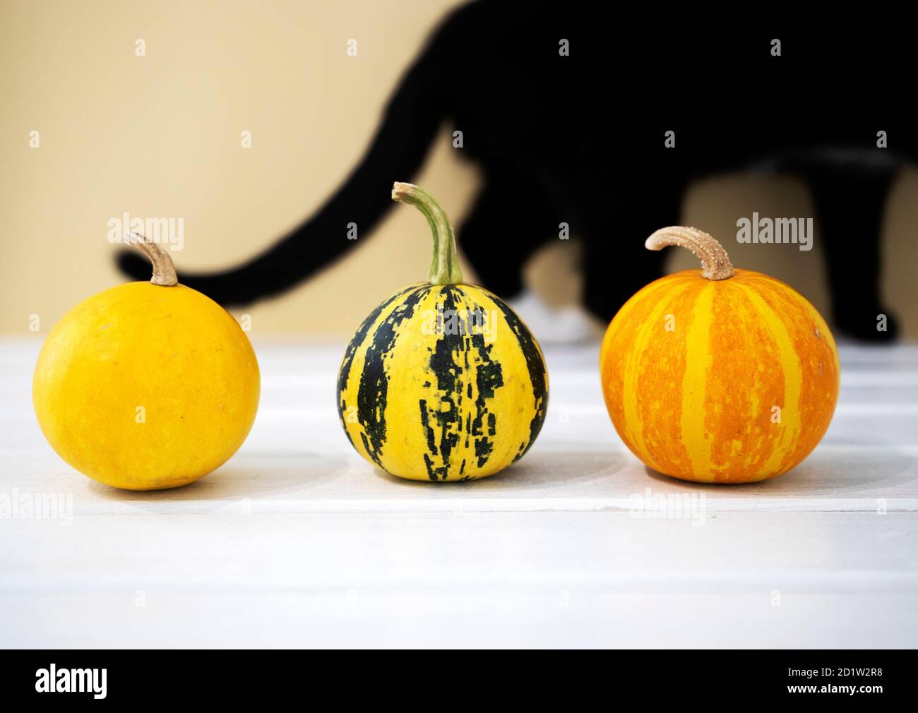 Kleiner Kürbis mit schwarzer Katze auf dem Rücken. Draufsicht, Copyspace, Haloween-Konzept. Stockfoto