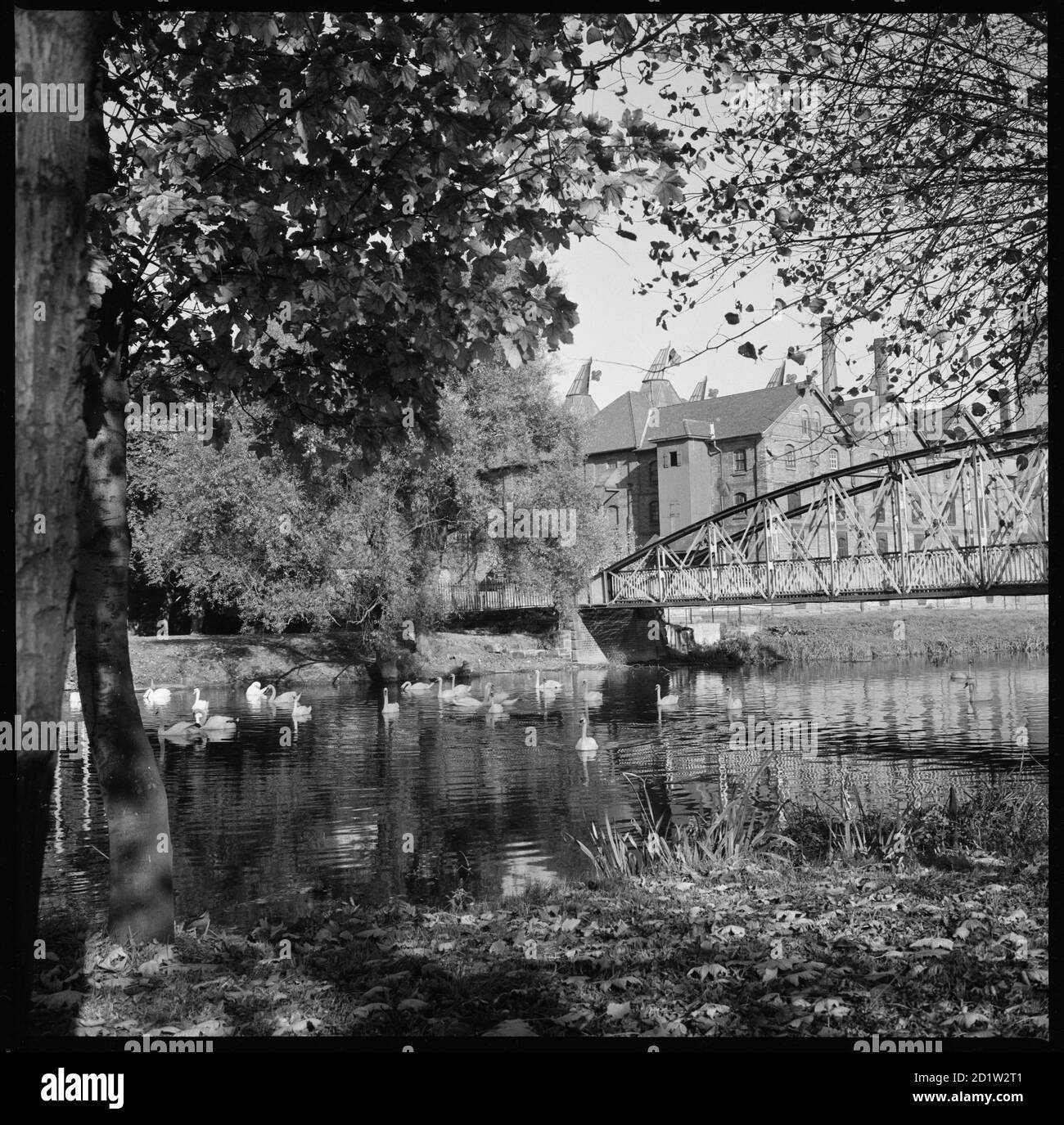 Schwäne auf dem Fluss Trent neben der Andresey Bridge und den Mälzereien der Bass Old Brewery, Burton Upon Trent, Staffordshire, Großbritannien. Stockfoto