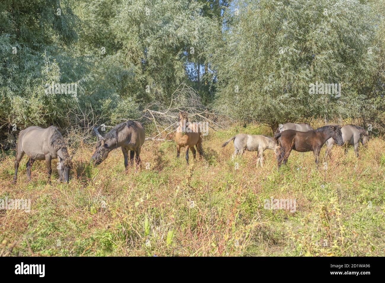 Hutsul Horses veröffentlicht Rewilding Europe / Rewilding Ukraine auf Tataru Insel - Regional Landscape Park 'Izmail Inseln', Ukraine Stockfoto