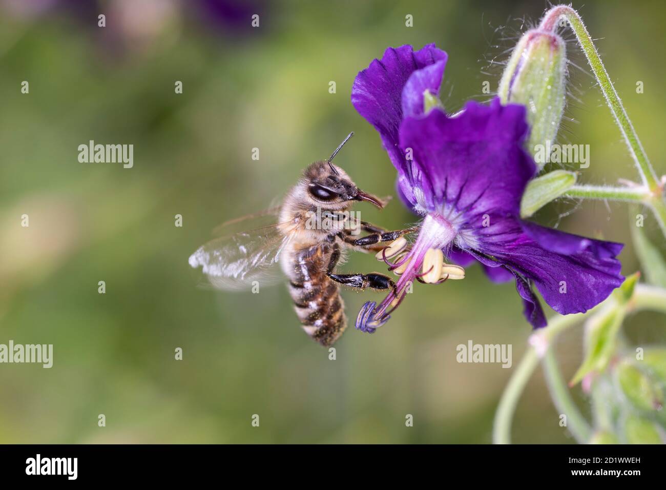 Biene - APIs mellifera - bestäubt Geranium phaeum „ Lilly Lovell“, den düsteren Kranichschnabel, trauernde Witwe oder schwarze Witwe Stockfoto