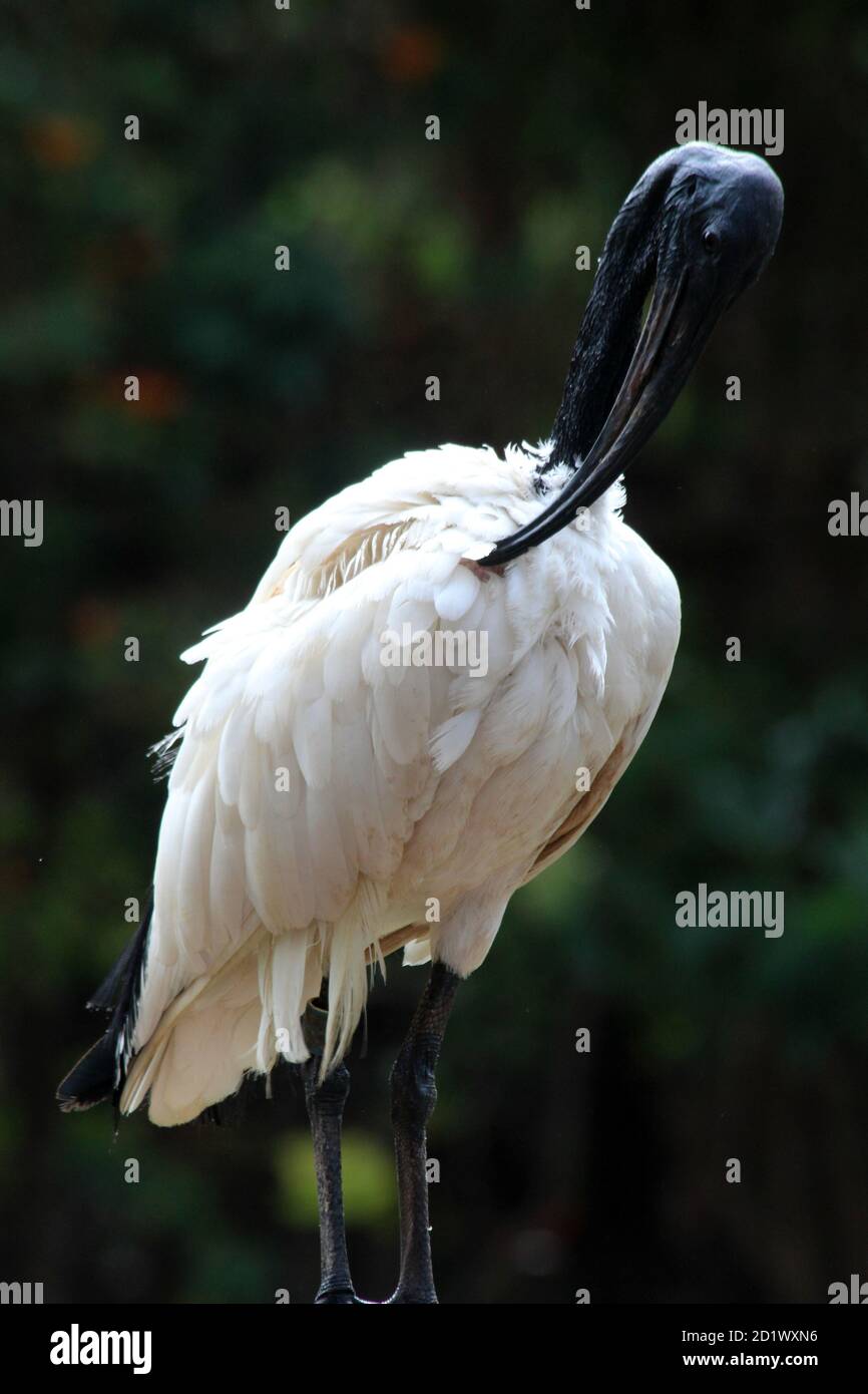 Heiliger Ibis Stockfoto