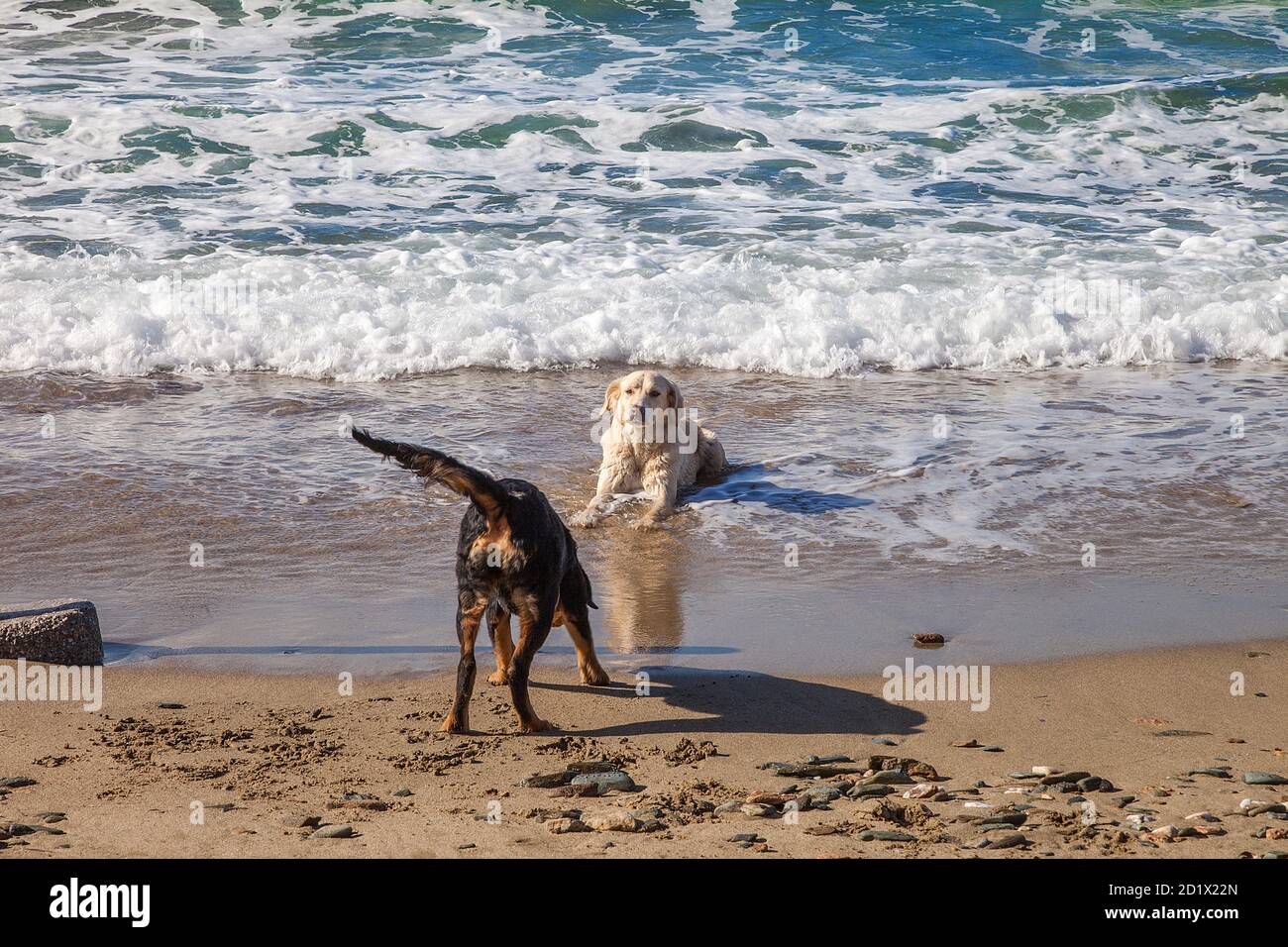 Labrador Retriever Hunde tummeln sich am Meer im Wasser. Speicherplatz Kopieren. Stockbild. Stockfoto