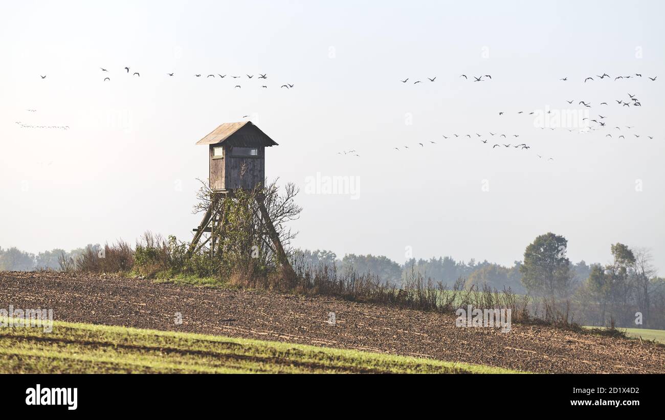 Hölzerner Jagdturm in einem Feld mit Schar von fliegenden Vögeln in der Ferne in einem trüben Morgen, selektive Fokus. Stockfoto
