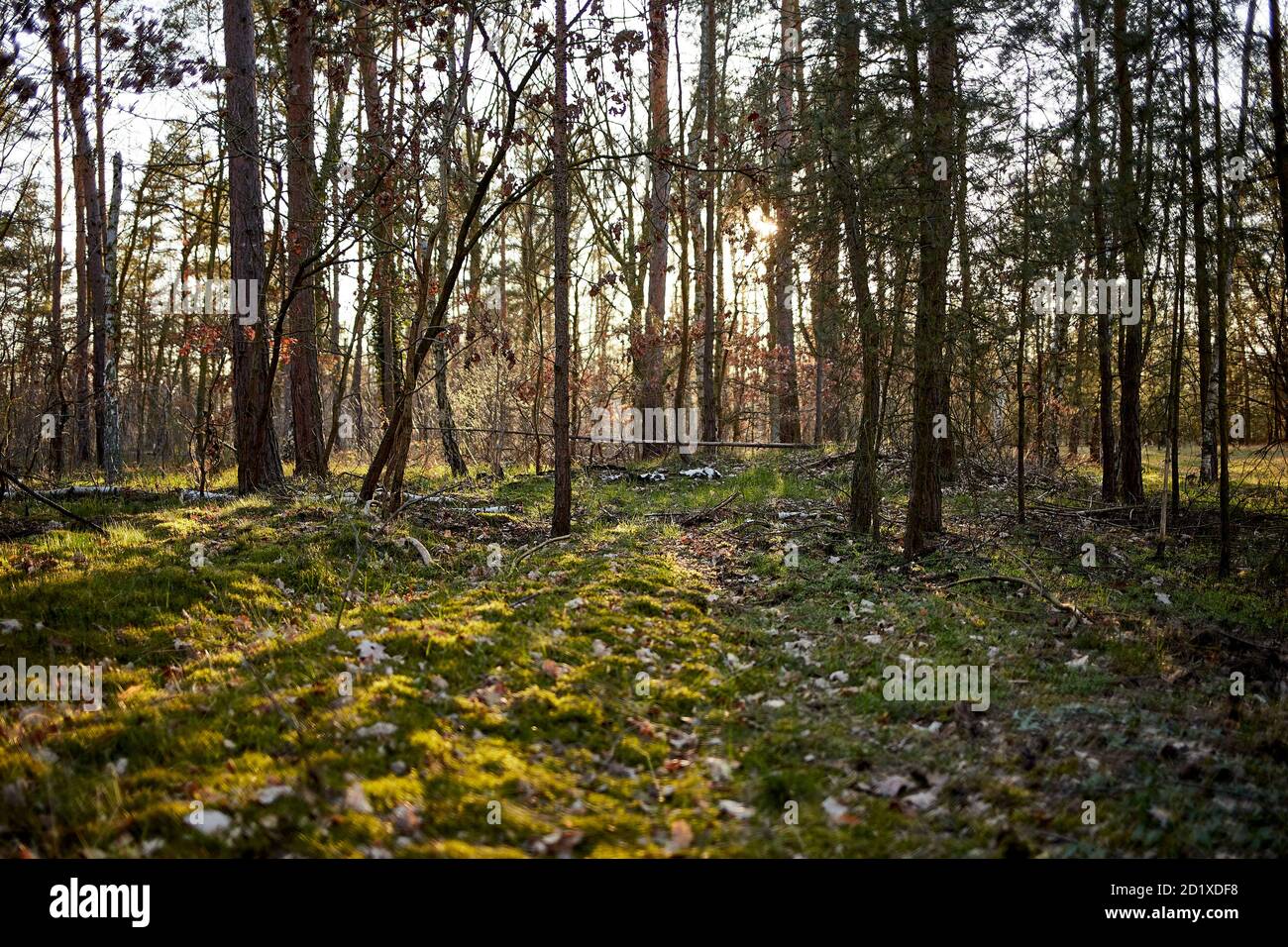 Tannen und Kiefern in einem Wald während der Dämmerung mit Lichtstreifen Stockfoto