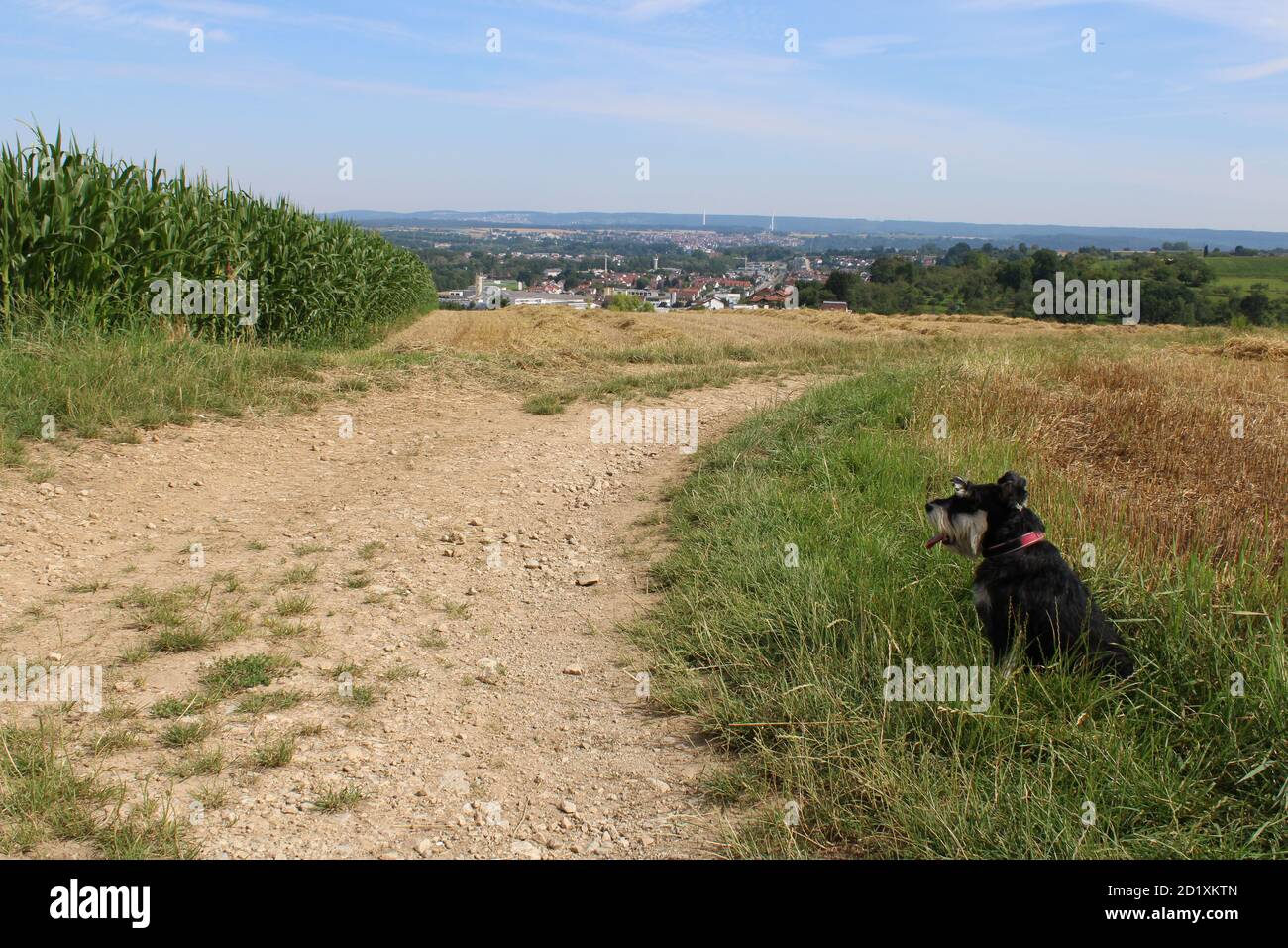 Ein Hund vor einem Kornfeld Stockfoto
