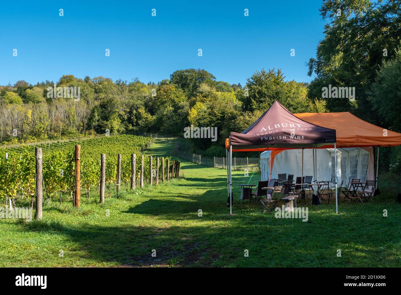 Albury Organic Vineyard, ein kleiner Familienbetrieb in Surrey Hills AONB und North Downs, Surrey, Großbritannien Stockfoto