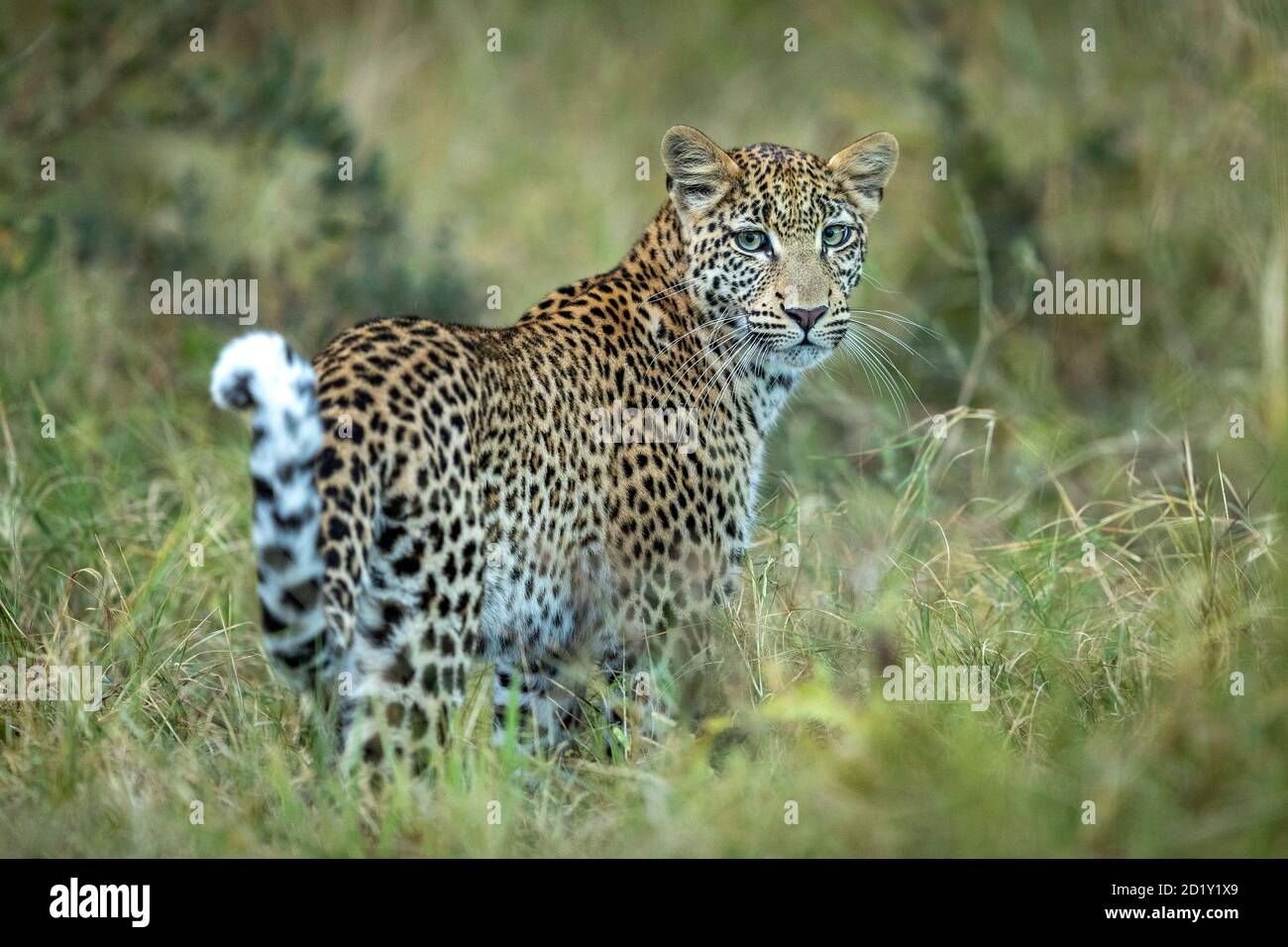 Erwachsener Leopard mit schönen Augen im grünen Busch stehend suchen Rückwärts bei der Kamera im Khwai-Fluss im Okavango-Delta Stockfoto
