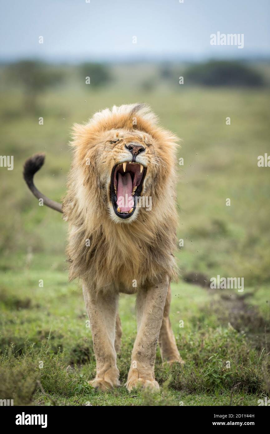 Vertikales Porträt eines schönen männlichen Löwen mit flauschiger Mähne Gähnen in Ndutu Tansania Stockfoto