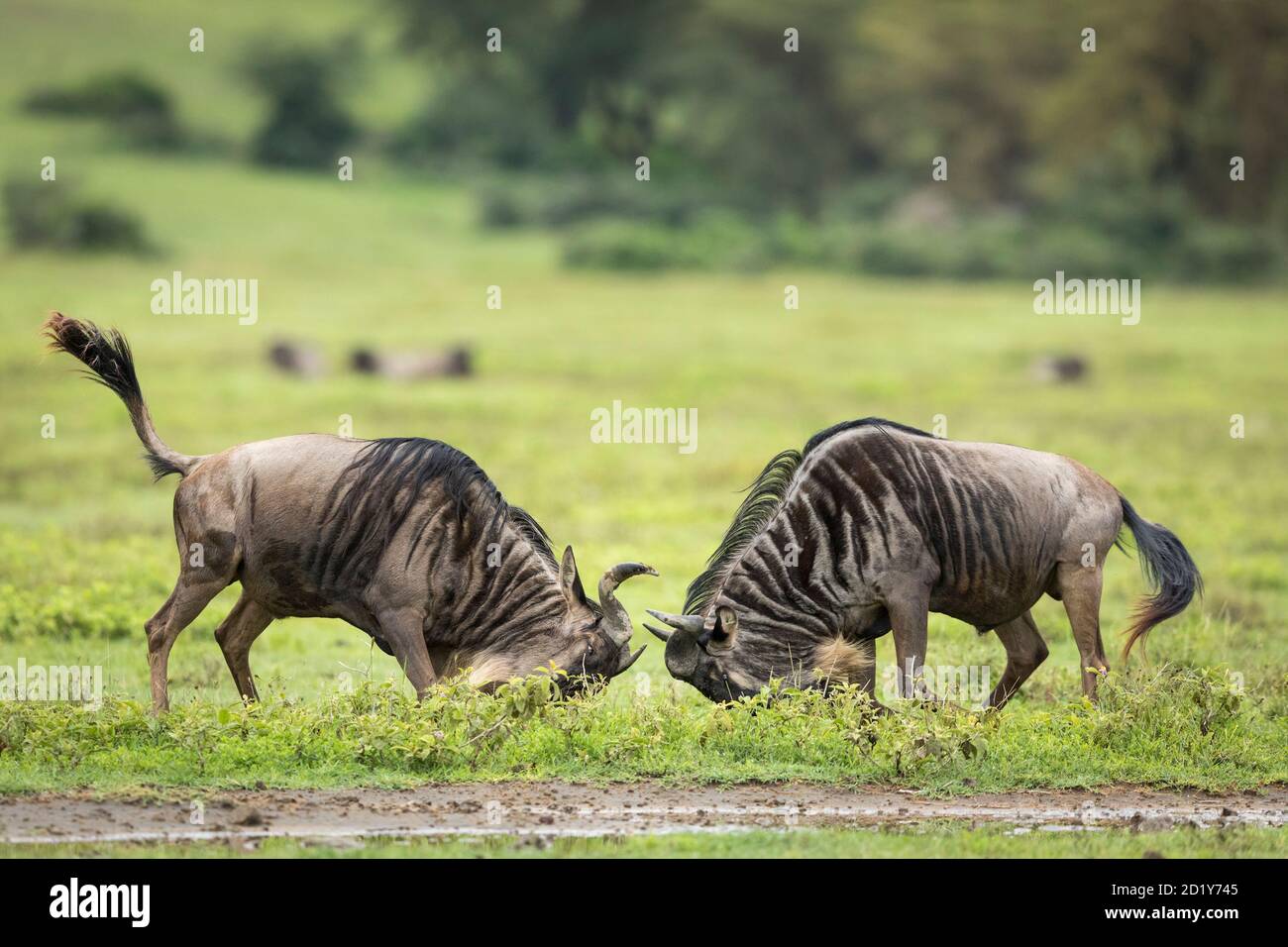 Zwei Erwachsene Gnus kämpfen in grünen Ebenen des Ngorongoro Kraters In Tansania Stockfoto