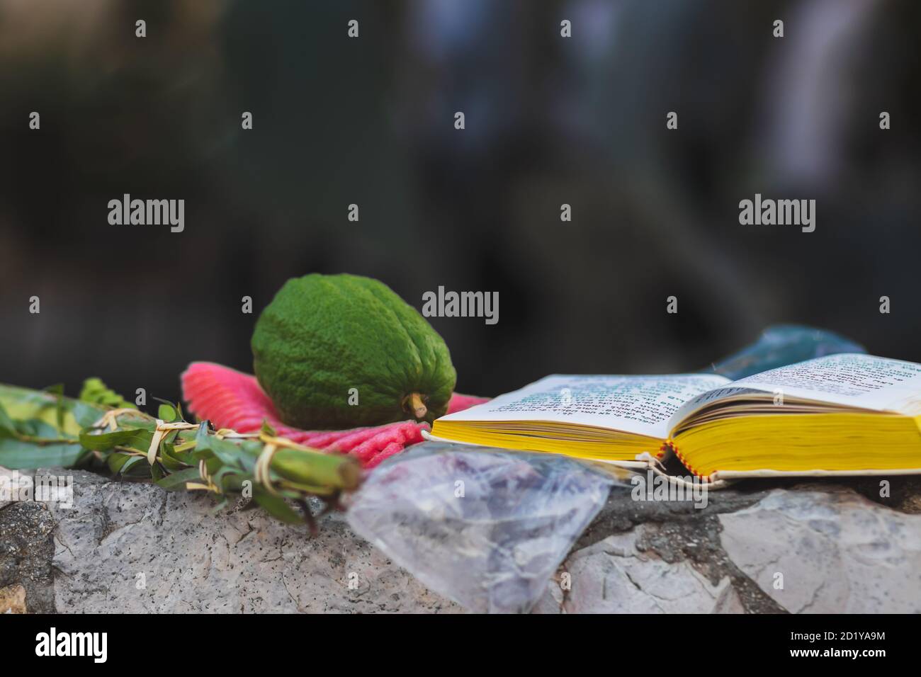 Die vier Arten (Etrog, Lulav, Myrte, Weide) sind eine jüdische Mizwa auf Sukkot. Legt euch neben ein Gebetsbuch, auf einen Steinzaun. Beten außerhalb der Synag Stockfoto