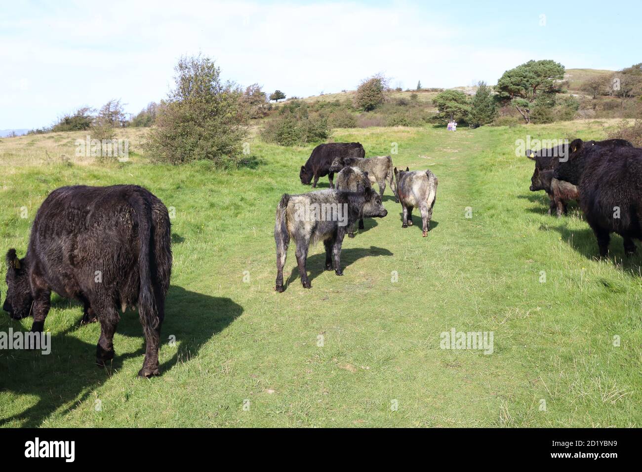 Kühe und Kälber weiden auf öffentlichen Gehwegen über ländliche Wiese. Stockfoto