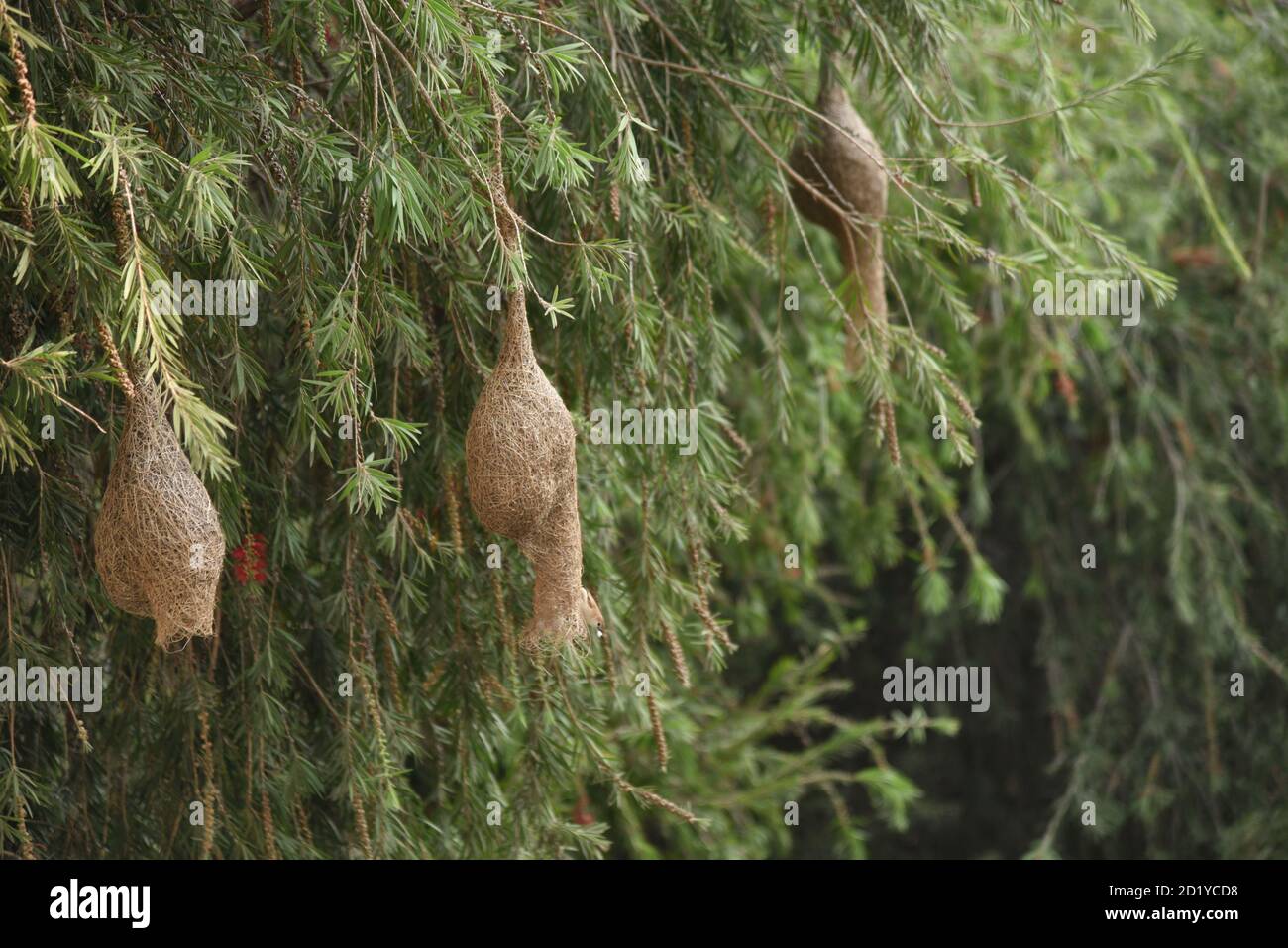 Baya Weaver hängend Vogelnester auf Baum. Ploceus philippinus, niedrige Ansicht Stockfoto