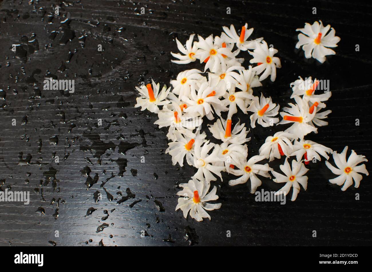 Parijat Blumen auf schwarzem Hintergrund. Nachts blühende Jasmin oder Shefali duftende Blumen . Weiße Korolla mit orange-roter Mitte Stockfoto