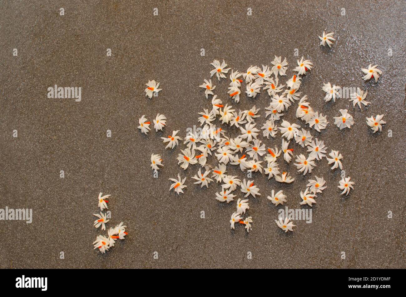 Parijat Blumen auf grauem Hintergrund. Nachts blühende Jasmin oder Shefali duftende Blumen . Weiße Korolla mit orange-roter Mitte Stockfoto