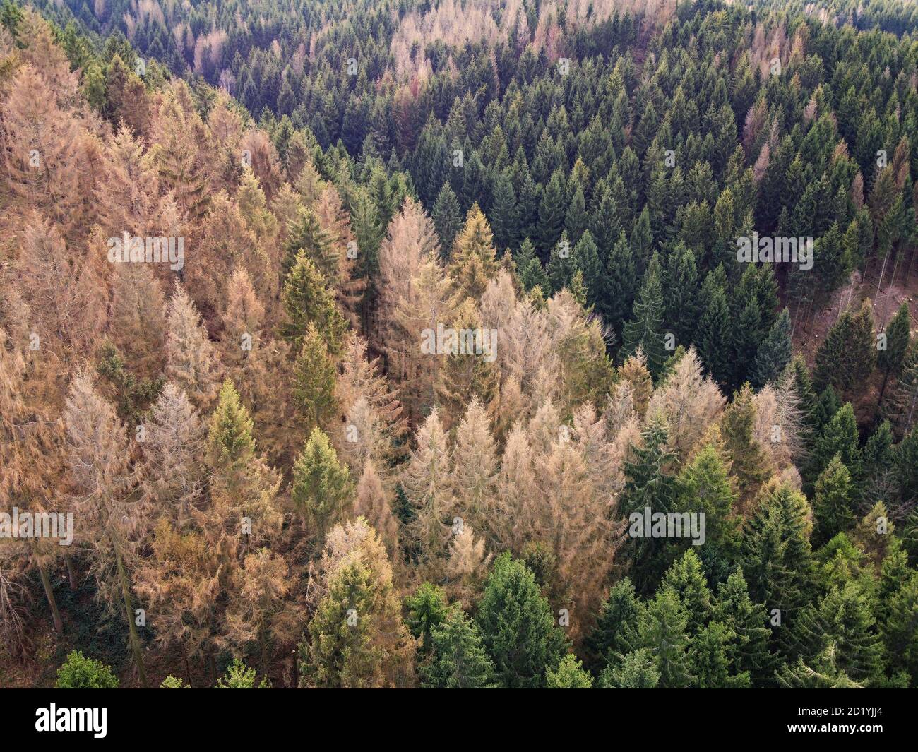 Luftdrohnenaufnahme von Waldeinschlag in Nordmitteldeutschland. Sterbende Fichten im Harz, Niedersachsen. Stockfoto