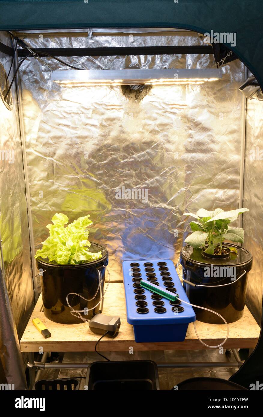 Pflanzen wachsen in einer Grow-Box, LED-Lampen, Folie andere Ausrüstung Set  Stockfotografie - Alamy
