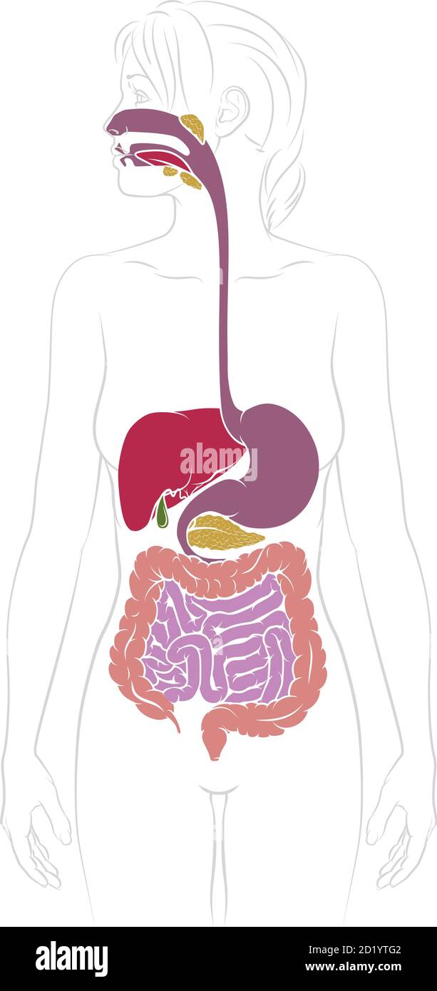 Menschliche Verdauungssystem Frau Anatomie Diagramm Stock Vektor