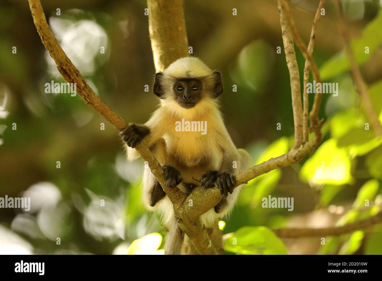 Hanuman Langur, Semnopithecus entellus, Ganeshgudi, Karnataka, Indien Stockfoto