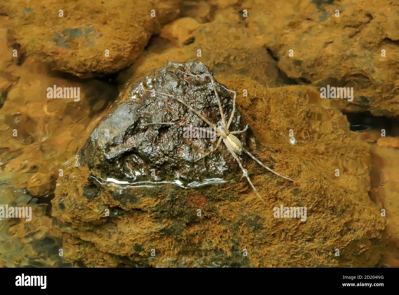 Fishing Spider, Dolomedes Genus, Sindhudurg, Maharashtra, Indien Stockfoto