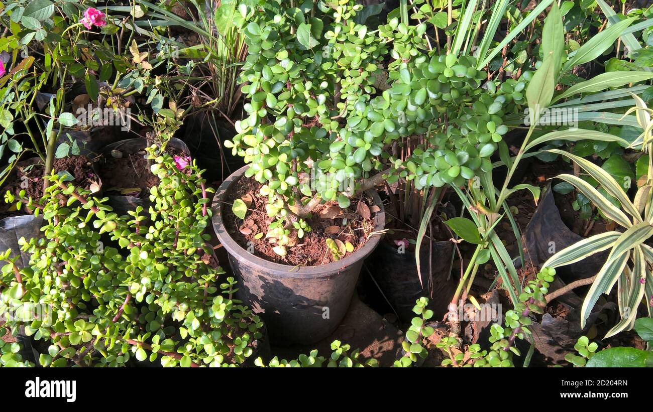 Crassula ovate auch als Jade-Pflanze oder Glückspflanze genannt Oder Geldbaum Stockfoto