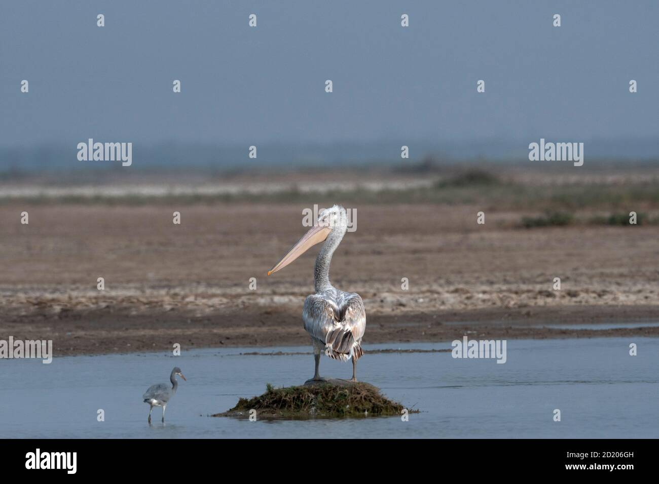 Dalmatinischer Pelikan, Pelecanus crispus, kleiner rann von Kutch, Gujarat, Indien Stockfoto