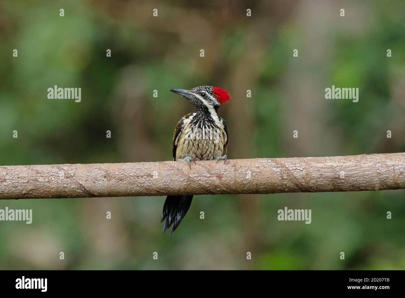 Kleiner Goldenback-Specht, Dinopium benghalense, Salim Ali Bird Year, Thattekad, Kerala, Indien Stockfoto