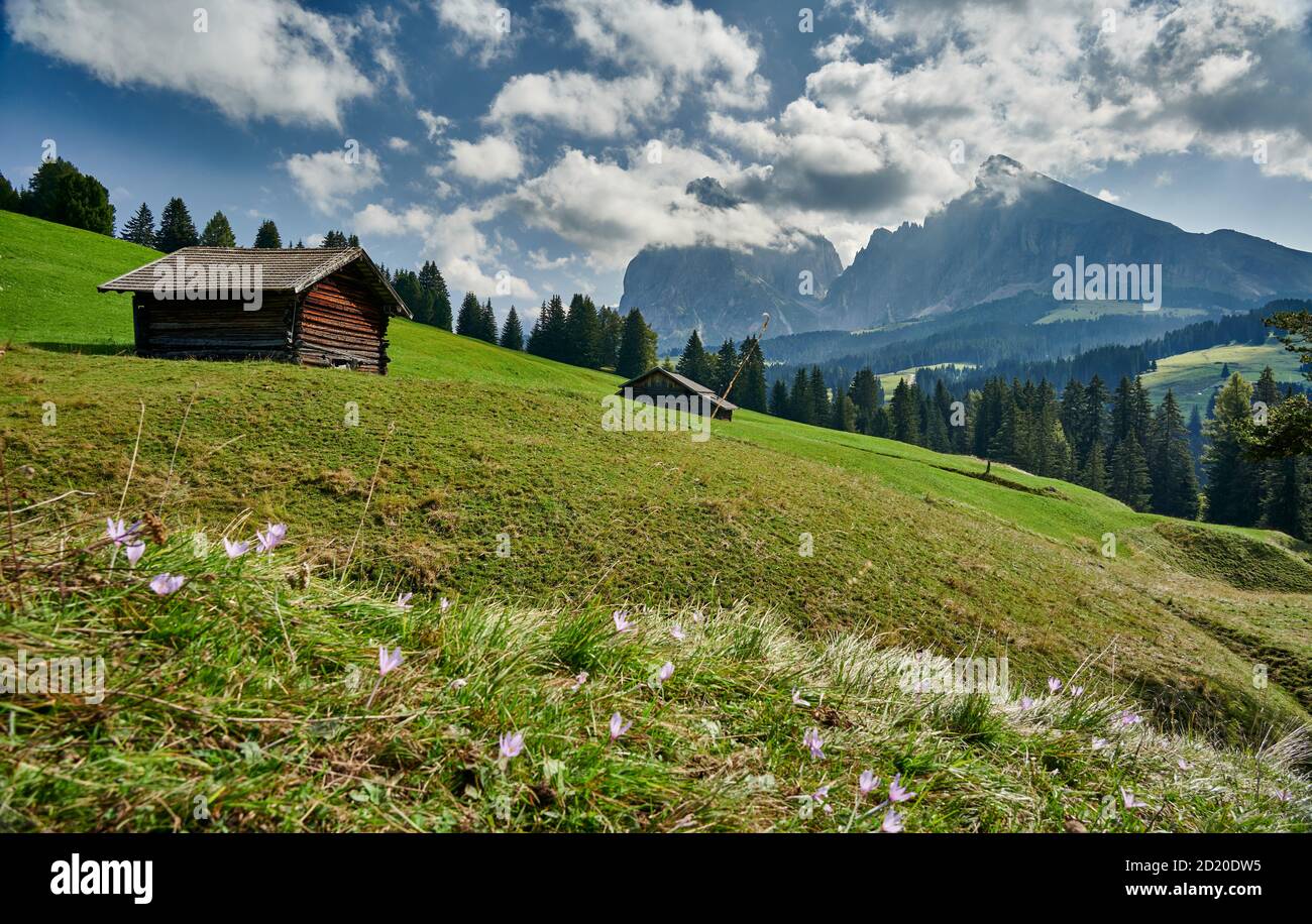 Seiser Alm mit Blick auf Plattkofel und Langkofel, Südtirol, Italien Stockfoto