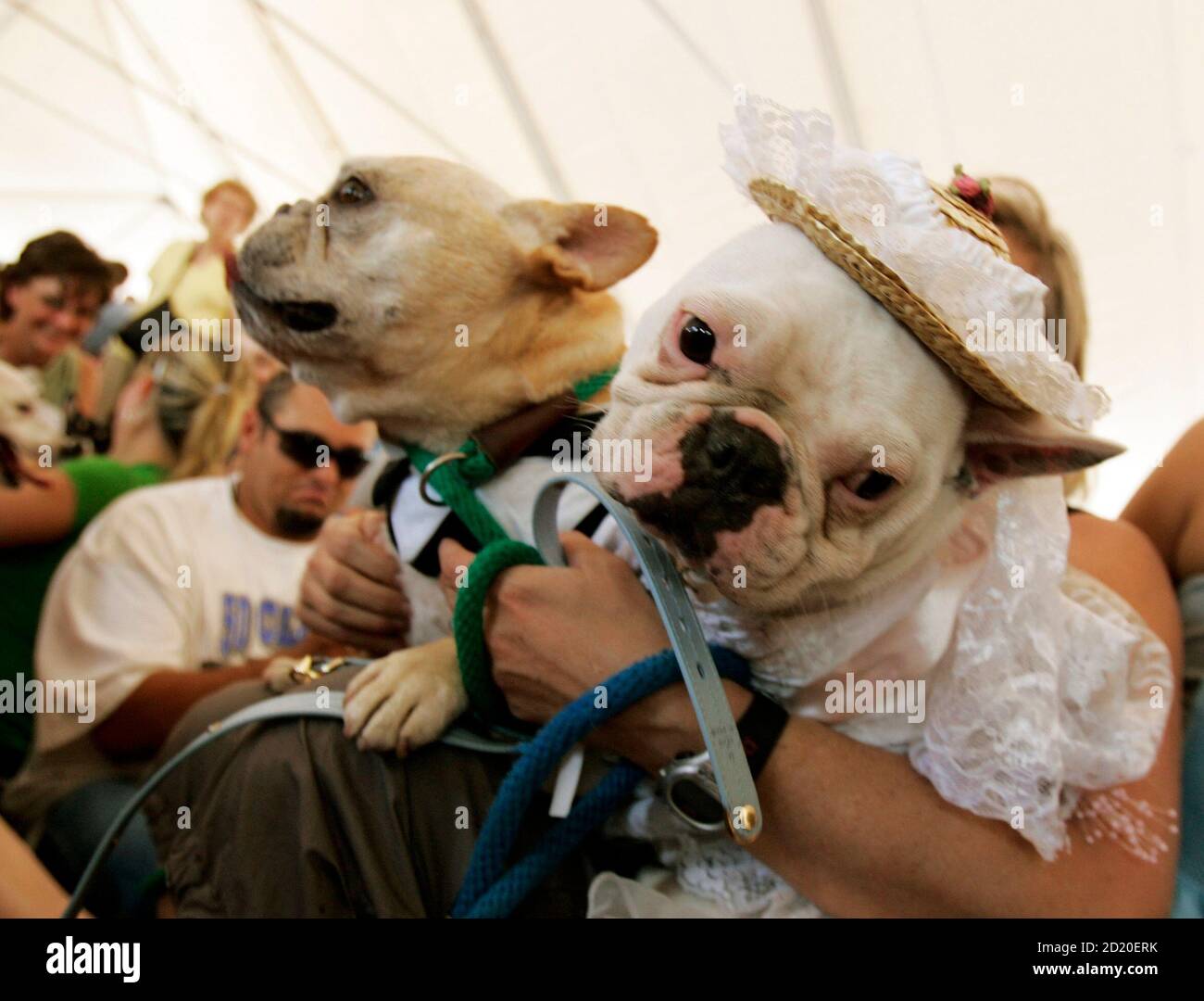 hundehochzeit stockfotos und bilder kaufen alamy
