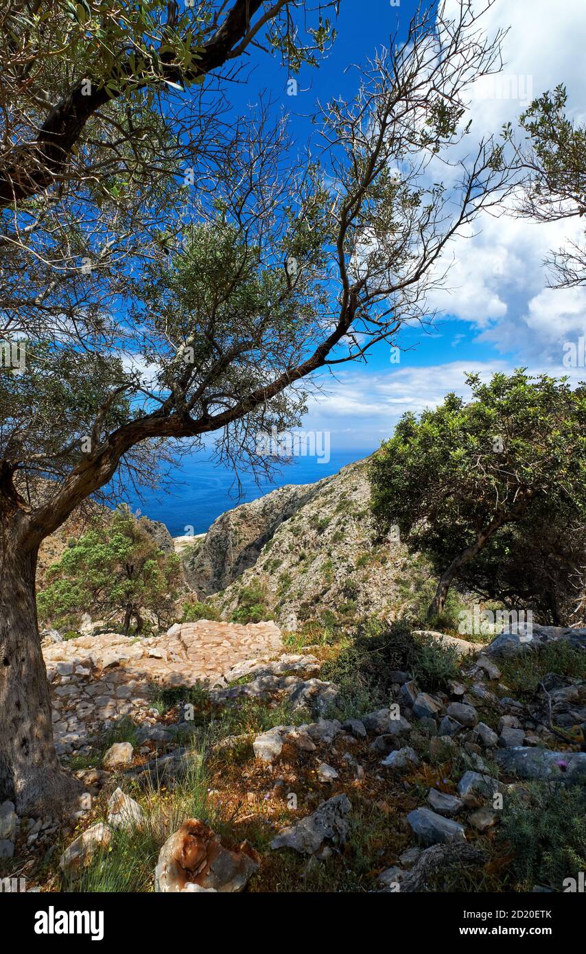 Griechische Landschaft, Hügel, Frühlingsbüsche. Großer Olivenbaum, felsige Wege. Blauer Himmel, wunderschöne Wolken. Meer im Hintergrund. Akrotiri, Chania, Kreta, Griechenland Stockfoto