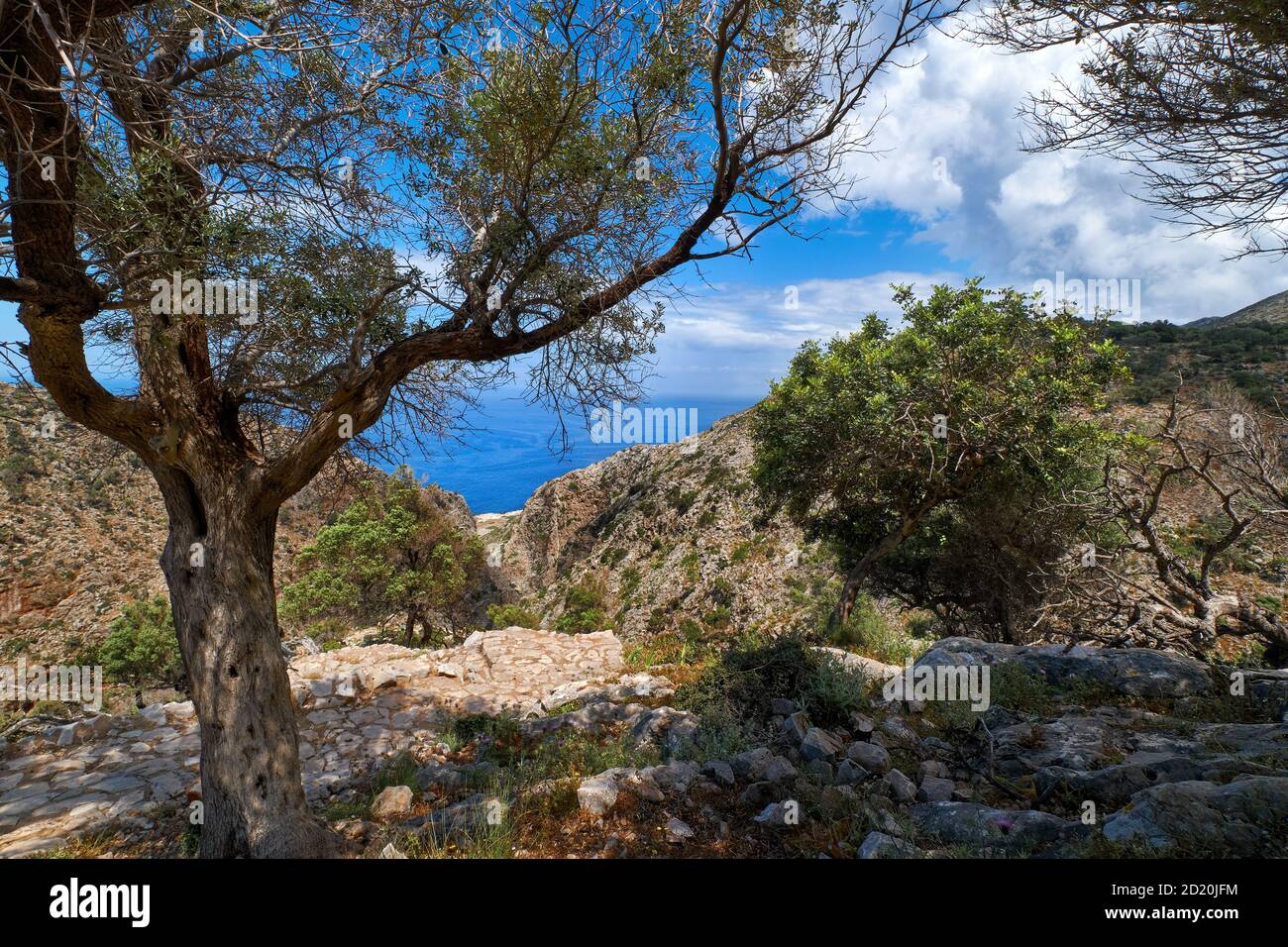 Typisch griechische Landschaft, Hügel mit frischen Frühlingsbüschen. Großer Olivenbaum, gepflasterter felsiger Weg. Blauer Himmel, Wolken. Meer im Hintergrund. Akrotiri, Kreta, Griechenland Stockfoto