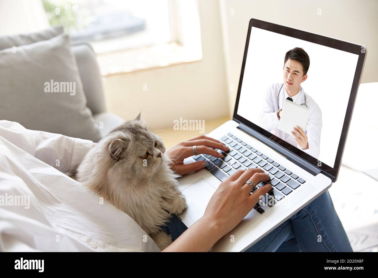 Junge asiatische Frau zu Hause mit Haustier Katze Beratung Ein Arzt per Videoanruf mit Laptop-Computer Stockfoto