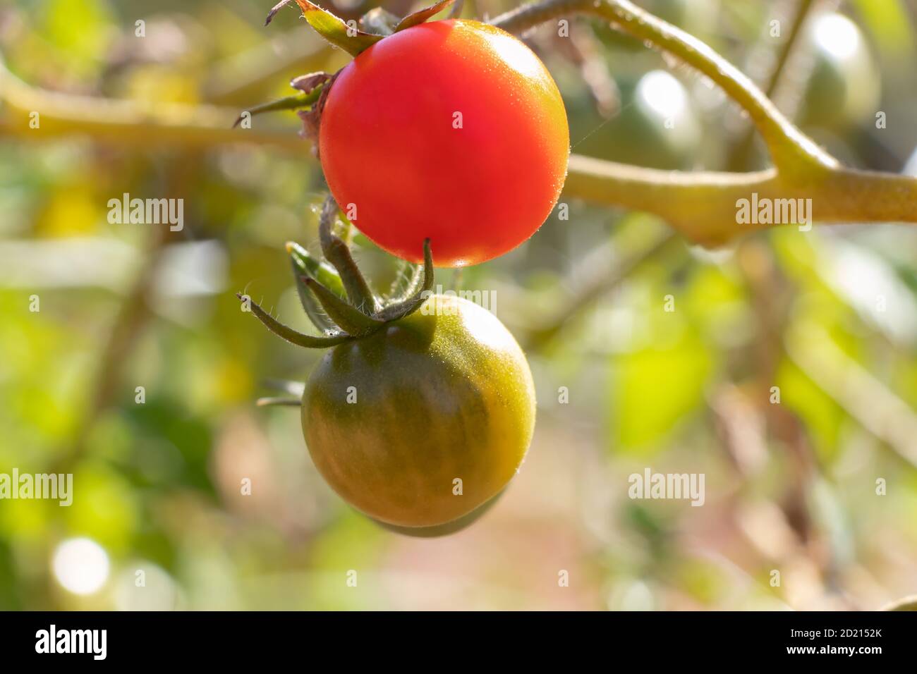 Reife rote Kirschtomate und ein weiteres Grün hängen an der Rebe eines Tomatenbaums im Garten, unter dem Sonnenlicht Stockfoto