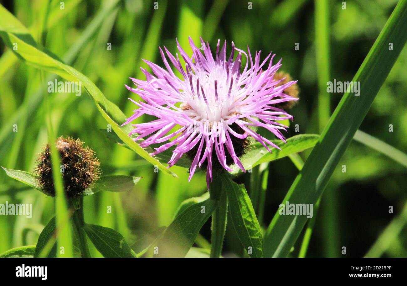 Klette dornige lila Blume, grüne Knospen und Blätter im Kräutergarten. Blühende Heilpflanze Klette Arctium lappa, größere Klette, essbare Klette Stockfoto