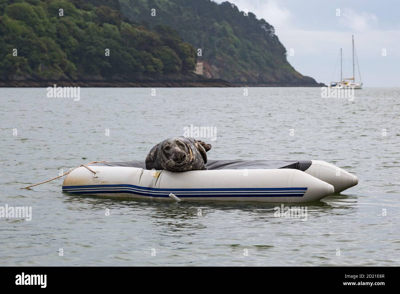 Ein Siegel namens Windo ist zu einer lokalen Berühmtheit geworden, nachdem er sich auf einem umgedrehten Boot in Dartmouth, Devon, Großbritannien, aufhält Stockfoto