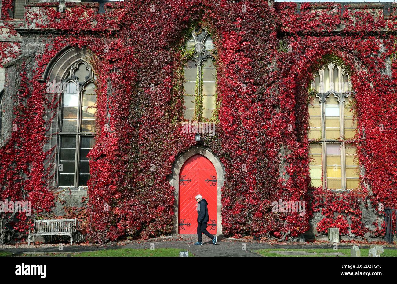 Eine Person geht durch das Gelände des Liberton Kirk in Edinburgh, während die Efeublätter im frühen Herbst rot werden. Stockfoto