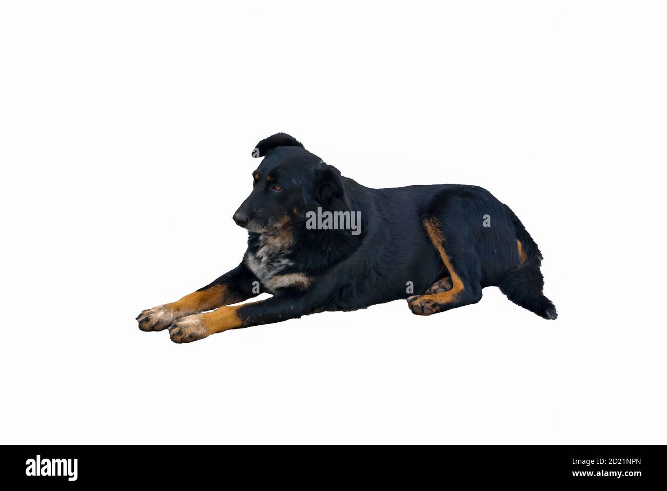 Reinrassige obdachlosen Hund schwarz Farbe isolieren auf weißem Hintergrund. Stockfoto